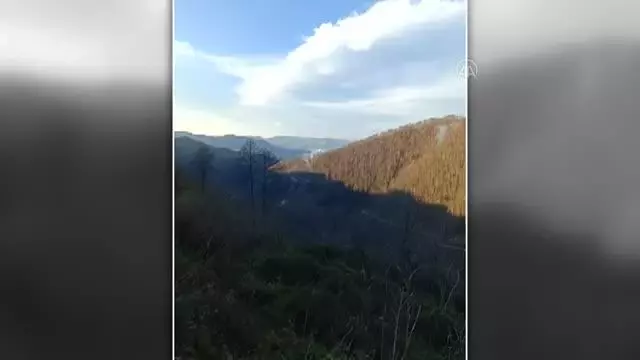 Ulubey'de orman yangını (1)