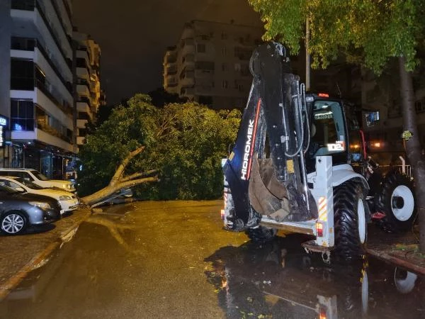 Adana'da fırtına nedeniyle 15 metrelik ağaç devrildi