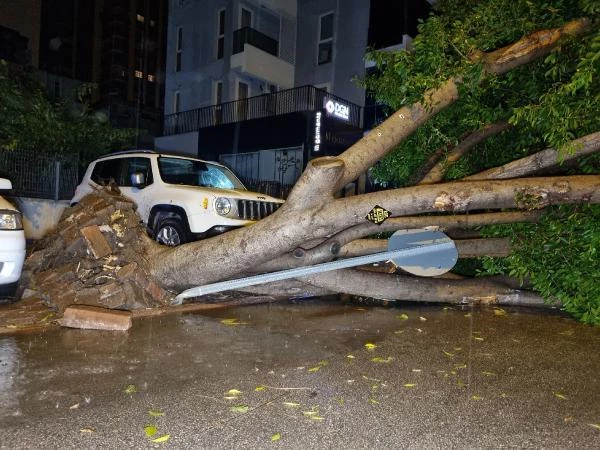 Adana'da fırtına nedeniyle 15 metrelik ağaç devrildi