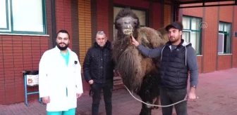 Son dakika haberleri | Hayvan hastanesinde deveye katarakt ameliyatı yapıldı