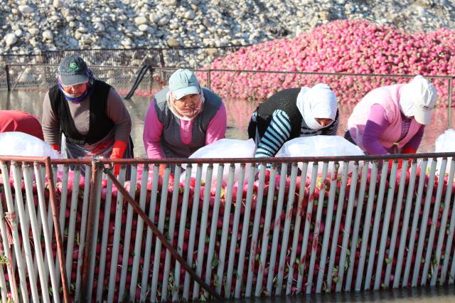 Suyun içinde çalışıyorlar...Kadın işçiler tonlarca turp yıkayıp 180 lira yevmiye alıyorlar