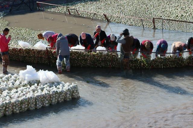 Suyun içinde çalışıyorlar...Kadın işçiler tonlarca turp yıkayıp 180 lira yevmiye alıyorlar