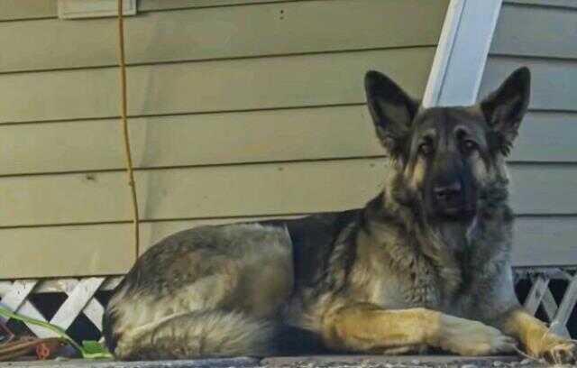 Yolda sağa sola koşturan kurt köpeğinin hareketleri sürücüleri endişelendirdi, köpeği takip ettiklerinde korkunç kaza ile karşılaştılar