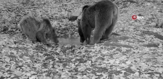 Boz ayılar Uludağ'da foto kapana böyle yakalandı