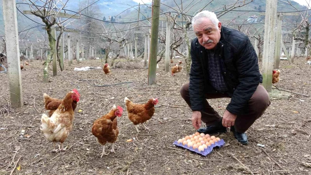 Fiyat farkı daraldı, köy yumurtasına talep arttı