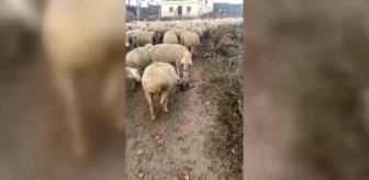 Sürüye eşlik eden çoban köpeği yavrusuna koyunlardan ilgi