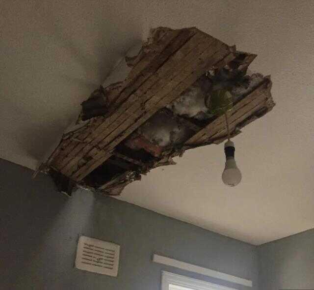 6 haftadır evlerinin çatısından sesler gelen aile, cesaretlerini toplayıp çatıya çıkınca korkunç yaratıkla karşılaştı