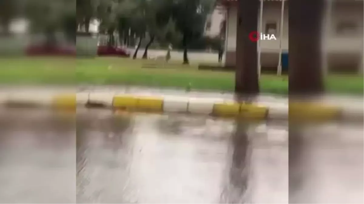 Çiftlikten kaçıp sokağa inen geyikler vatandaşları şaşırttı