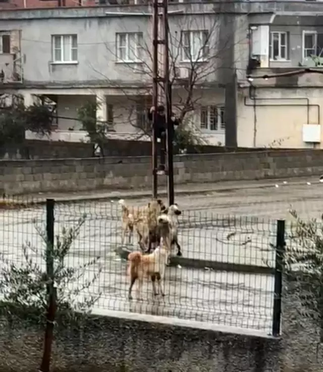 Sokak köpeklerinden korkup, elektrik direğine tırmandı! Küçük çocuğun korku dolu anları kamerada