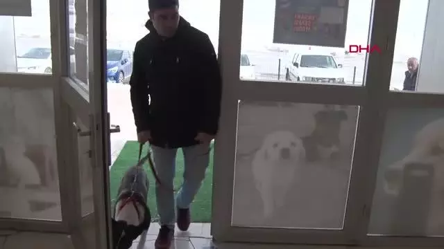 VAN'DA, YASAKLI KÖPEKLER ÜCRETSİZ KISIRLAŞTIRILIYOR