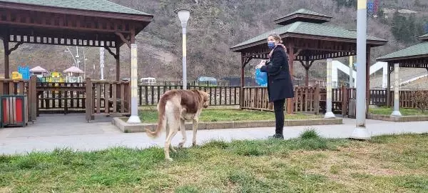 SOKAK KÖPEKLERİNİ KAYIT ALTINA ALAN ZABITALARA SOPALI ENGEL KAMERADA