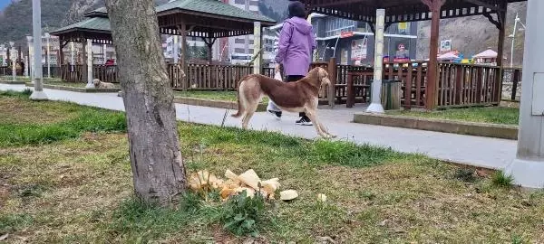 SOKAK KÖPEKLERİNİ KAYIT ALTINA ALAN ZABITALARA SOPALI ENGEL KAMERADA