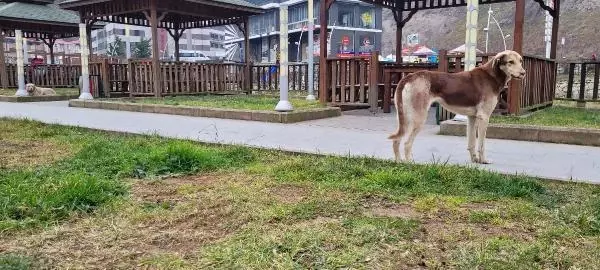 SOKAK KÖPEKLERİNİ KAYIT ALTINA ALAN ZABITALARA SOPALI ENGEL KAMERADA