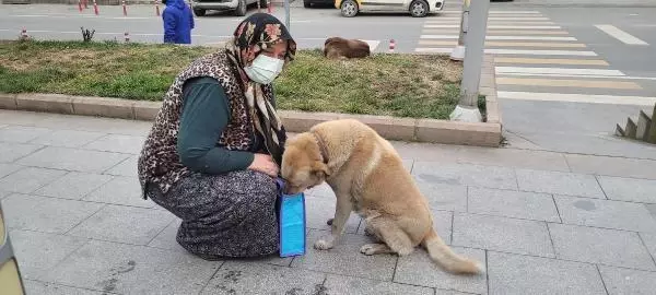 SOKAK KÖPEKLERİNİ KAYIT ALTINA ALAN ZABITALARA SOPALI ENGEL KAMERADA