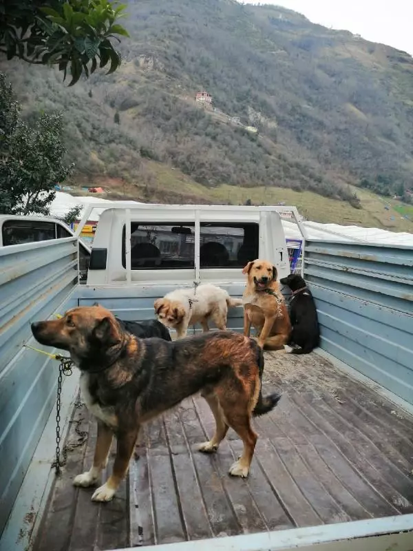 SOKAK KÖPEKLERİNİ KAYIT ALTINA ALAN ZABITALARA SOPALI ENGEL KAMERADA