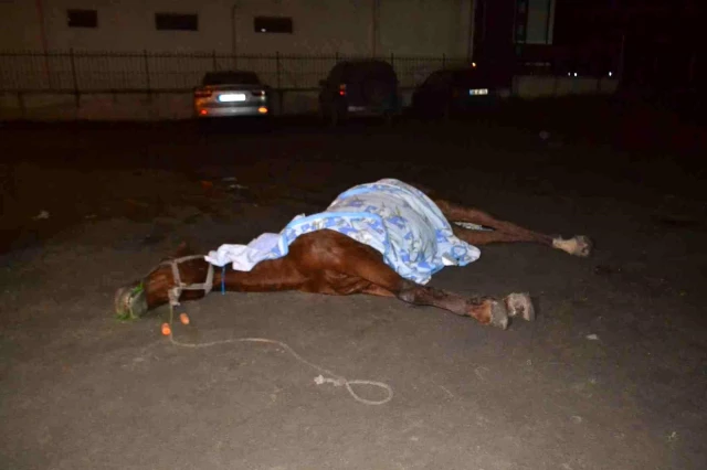 Yol kenarında ölüme terk edilen at görenlerin içini acıttı