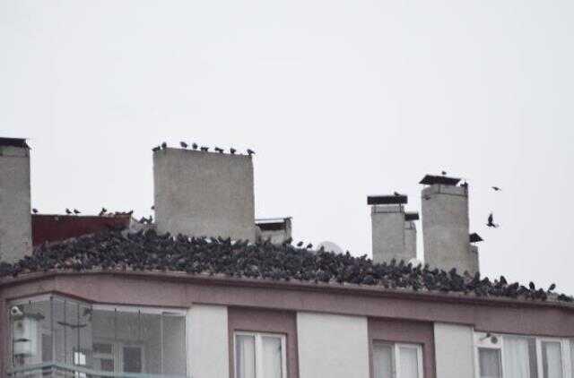 Alfred Hitchcock filmleri gerçek oldu! Mahalleyi saran kargalar geceleri bile çatılarda yatıyor