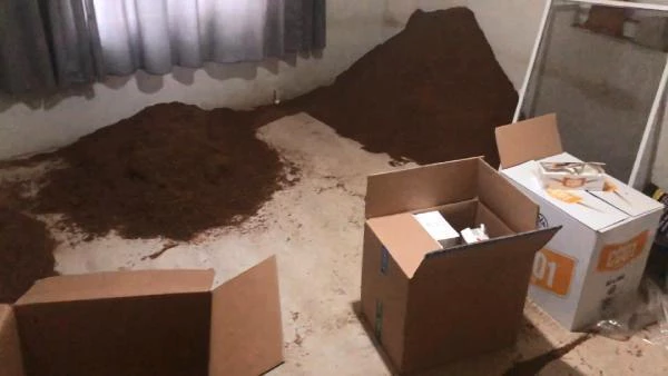 Son dakika haberi: Yalova'da 548 kilogram kaçak tütün ele geçirildi; 17 gözaltı