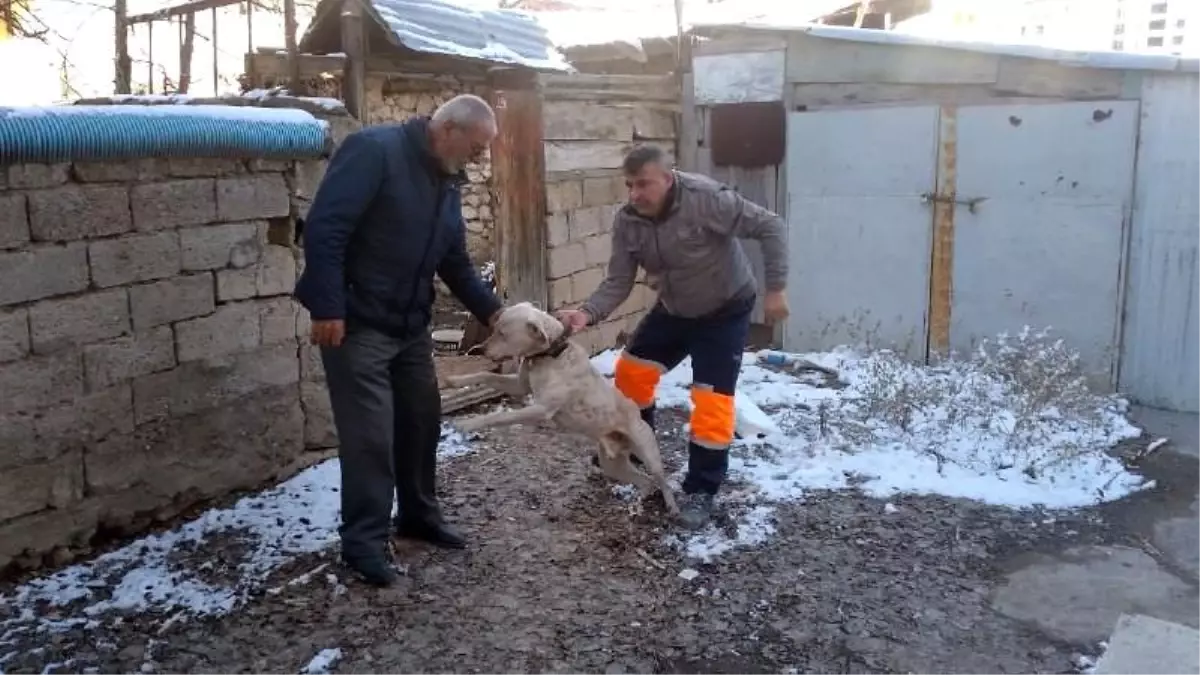 Yasak ırk köpeğini kendi elleri ile teslim etti