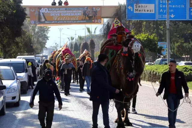 40. Uluslararası Efes Selçuk Deve Güreşleri Festivali başladı