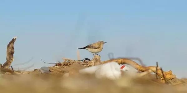 Kuş cenneti ve caretta caretta yuvalama alanı sahilde 'çim' tartışması