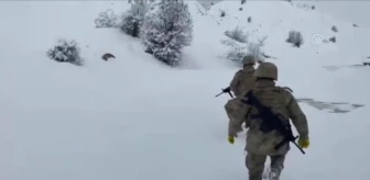 Jandarma ekipleri donmak üzere olan yaralı tilkiyi kurtardı