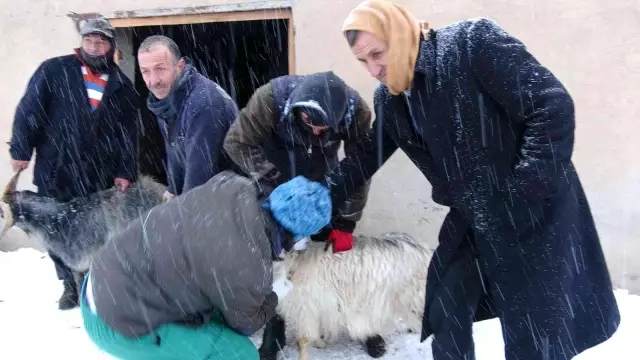 Yüksekova'da 14 koyun telef oldu