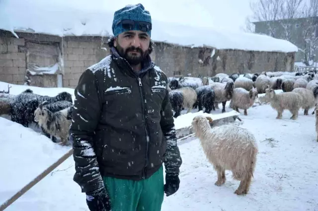 Yüksekova'da 14 koyun telef oldu
