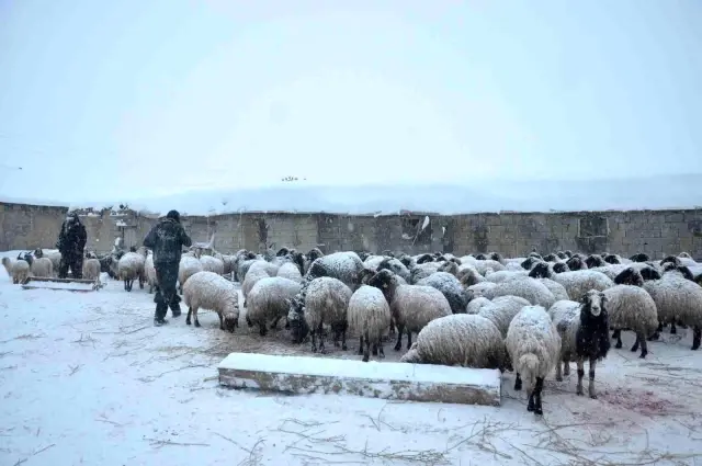 Yüksekova'da 14 koyun telef oldu