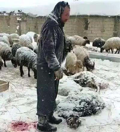 Yüksekova'da 14 koyun telef oldu