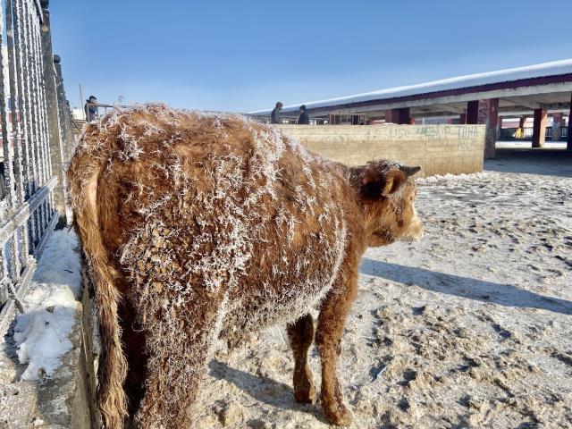 Ağrı eksi 33 derece ile zirveye yerleşti