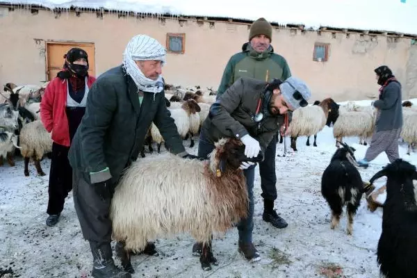 Köylüler tedirgin! Bir hafta içinde 26 koyun öldü, nedeni belirlenemiyor