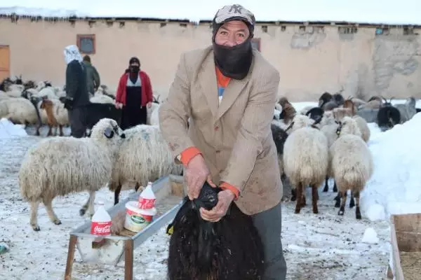 Köylüler tedirgin! Bir hafta içinde 26 koyun öldü, nedeni belirlenemiyor