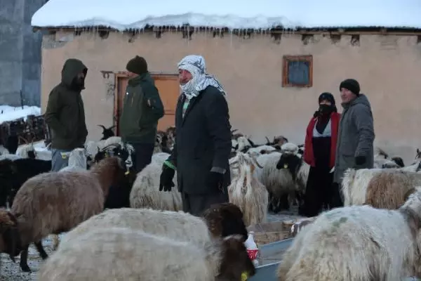 Köylüler tedirgin! Bir hafta içinde 26 koyun öldü, nedeni belirlenemiyor
