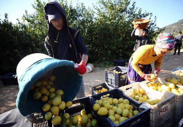 Narenciye sektörü, bahçe ile market arasındaki yüksek fiyat farkından şikayetçi