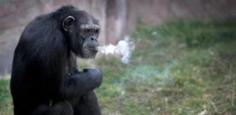 Günde 40 sigara içen şempanze Açelya'nın kahreden hikayesi