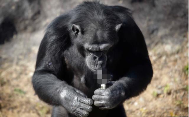 Günde 40 paket sigara içen şempanze Açelya'nın kahreden hikayesi