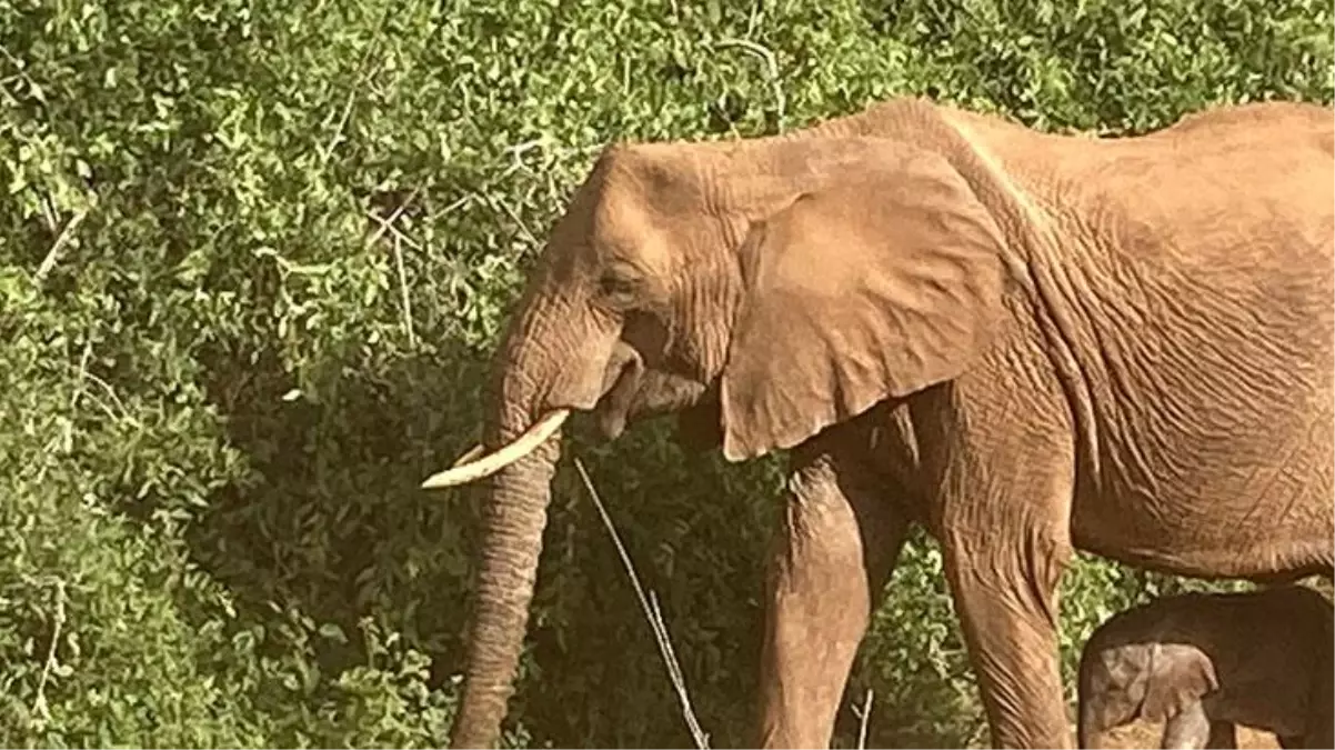 Tarihe geçen doğum! Yıllar sonra ilk defa ikiz filler dünyaya geldi