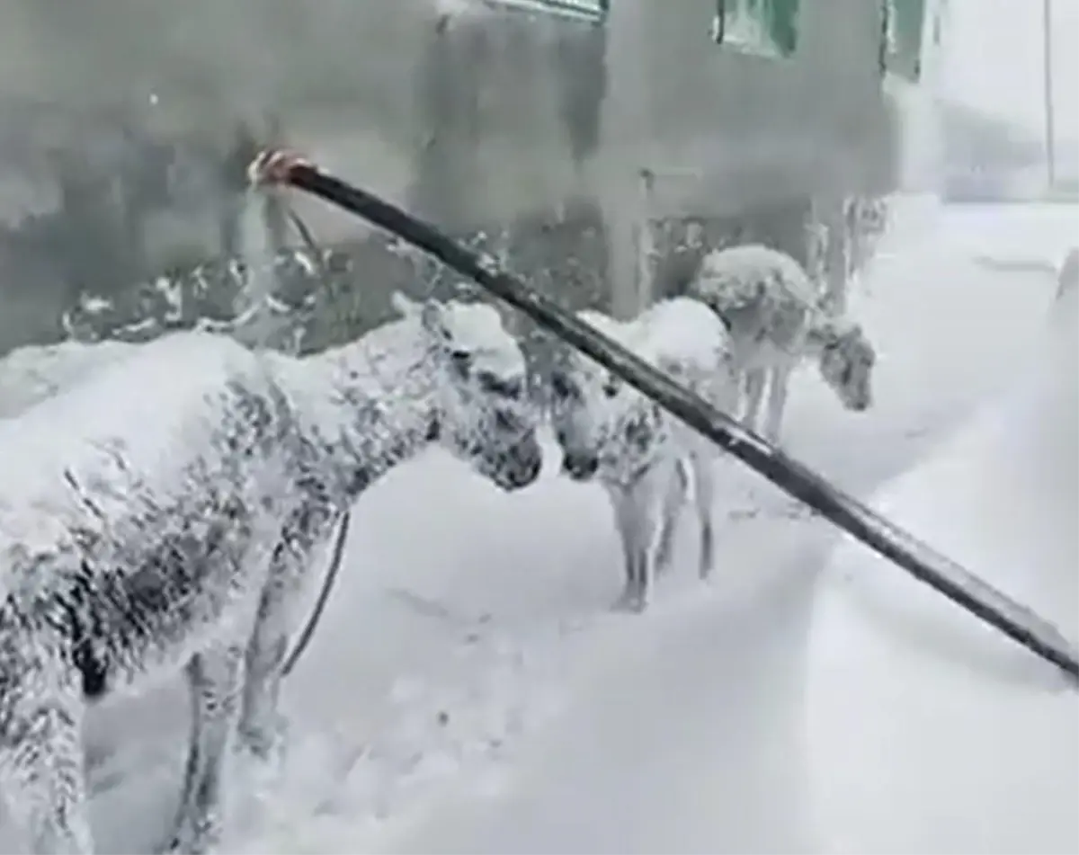 Kar kalınlığının 1,5 metreyi aştığı kentte vicdanları sızlatan görüntü! Eşekleri adeta ölüme terk ettiler