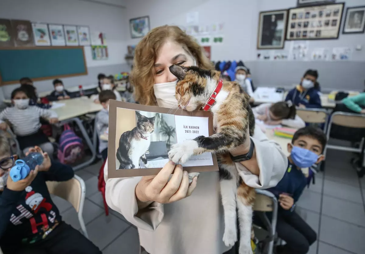 Kedi Karamel'e özel karne