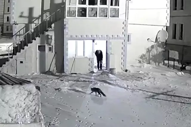 Yiyecek arayan tilkileri elleriyle besliyor! İç ısıtan o görüntüler kamerada Yiyecek arayan tilkileri elleriyle besliyor! İç ısıtan o görüntüler kamerada