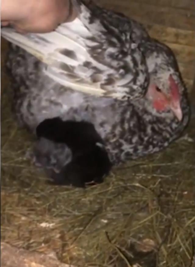 Tavuk kümesindeki tersliği sezen adam, içeri girdiğinde gözyaşlarına hakim olamadı Tavuk kümesindeki tersliği sezen adam, içeri girdiğinde gözyaşlarına hakim olamadı