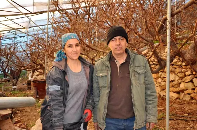 Kilosu 500 liradan satılan erikleri örtü altında böyle koruyorlar