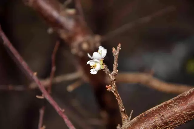 Kilosu 500 liradan satılan erikleri örtü altında böyle koruyorlar