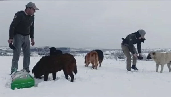 Kar yağışı nedeniyle yiyecek bulamayan sokak hayvanları için polis mama bıraktı