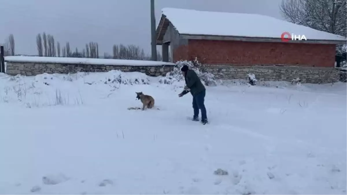 Kütahya'da aç kalan tilki köye indi