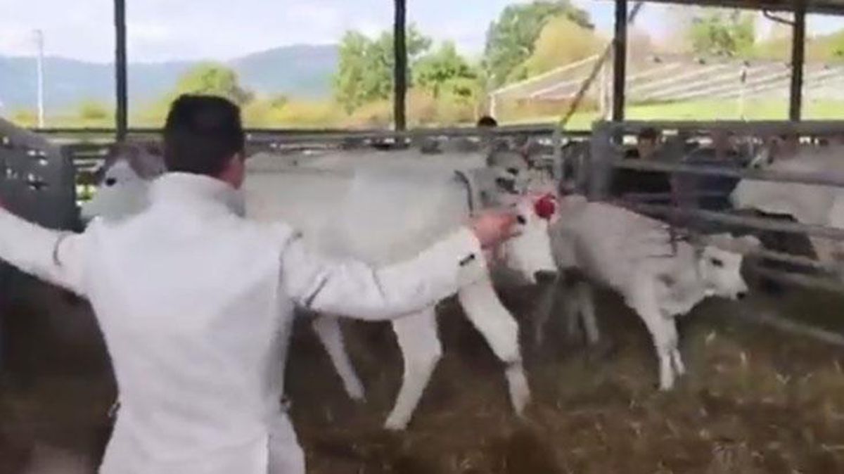 Annesi kırbaçlanan buzağının aldığı intikam sosyal medyada viral oldu
