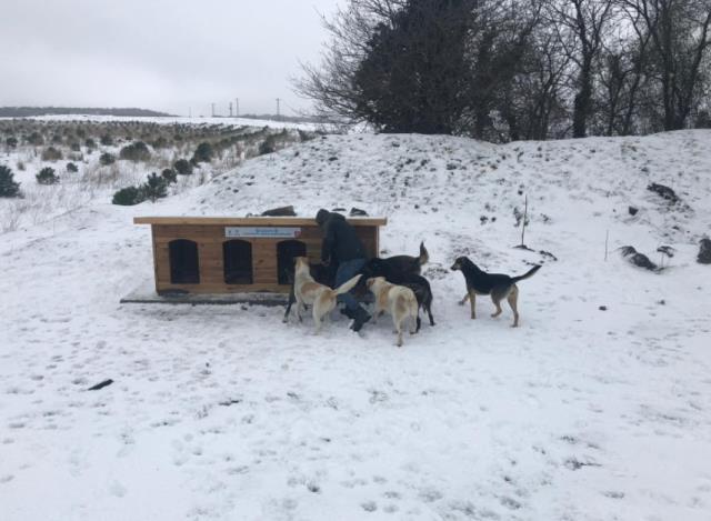 İGDAŞ'tan ormanda yaşayan köpeklere kulübe! İstanbul'un 25 farklı bölgesine yerleştirildi İGDAŞ'tan ormanda yaşayan köpeklere kulübe! İstanbul'un 25 farklı bölgesine yerleştirildi