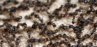 Dil öğrenmek için geldiği Sudan'da karıncalardan kurtulmak isterken patron oldu