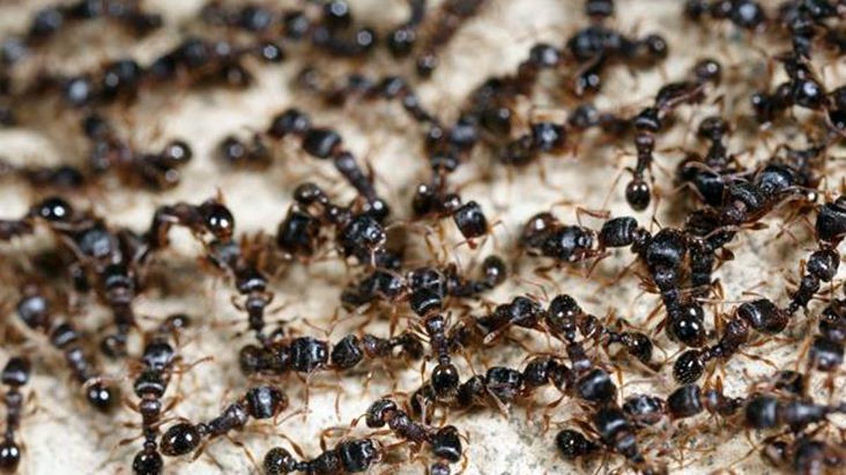 Dil öğrenmek için geldiği Sudan'da karıncalardan kurtulmak isterken patron oldu